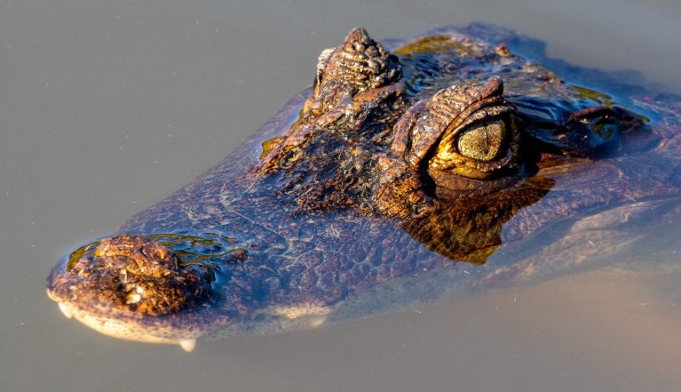 Krokodil-header