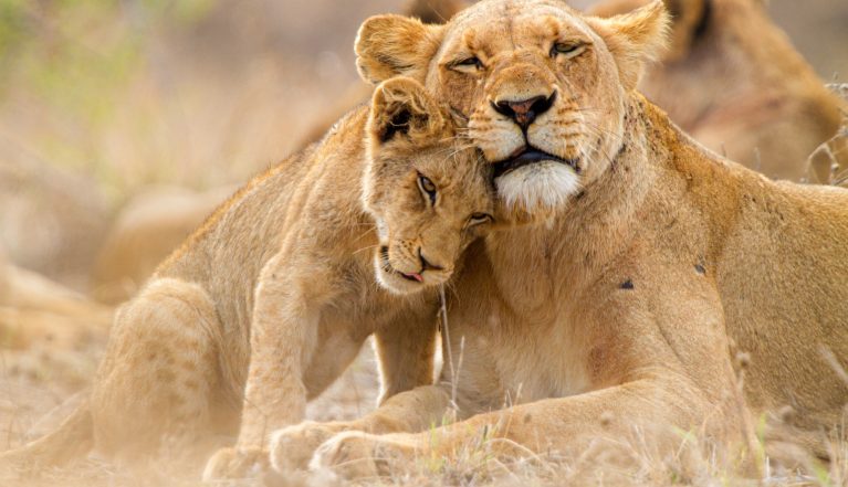 Lioness with cub in the Kruger National Park South Africa