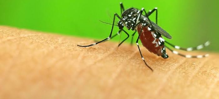 Malaria - Regency Healthcare